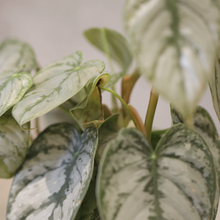 Load image into Gallery viewer, Philodendron brandtianum