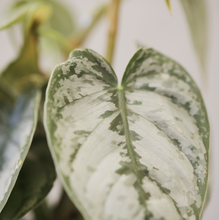 Load image into Gallery viewer, Philodendron brandtianum