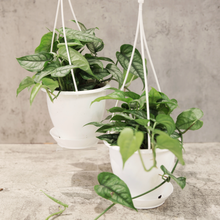 Load image into Gallery viewer, Monstera siltepecana