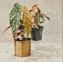Load image into Gallery viewer, Begonia maculata 'Polka Dot'