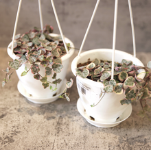 Load image into Gallery viewer, Variegated String of Hearts