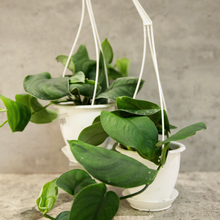 Load image into Gallery viewer, Scindapus Green 'Jade Satin'