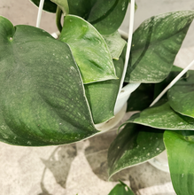 Load image into Gallery viewer, Scindapus Green 'Jade Satin'