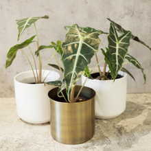 Load image into Gallery viewer, Alocasia 'Polly'