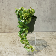 Load image into Gallery viewer, Hoya carnosa "Compacta"