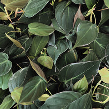 Load image into Gallery viewer, Philodendron 'Micans'