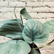 Load image into Gallery viewer, Scindapsus 'Silver Hero'