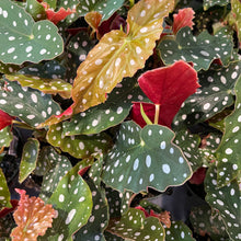 Load image into Gallery viewer, Begonia maculata 'Polka Dot'