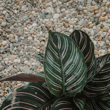 Load image into Gallery viewer, Calathea ornata