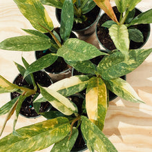 Load image into Gallery viewer, Philodendron 'Ring of Fire'