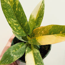 Load image into Gallery viewer, Philodendron 'Ring of Fire'