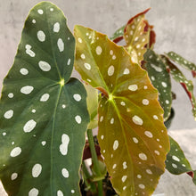 Load image into Gallery viewer, Begonia maculata 'Polka Dot'