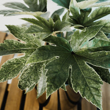 Load image into Gallery viewer, Fatsia japonica 'Spider Web'