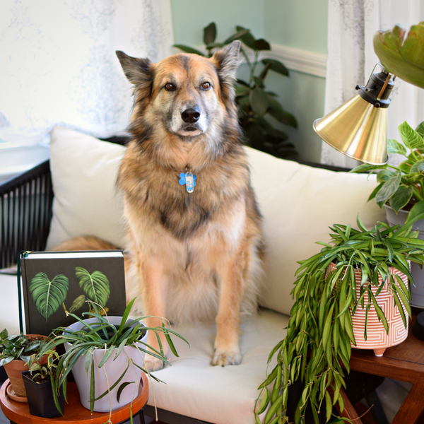 Pet-Friendly Plants for Your Home