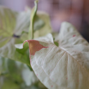 Syngonium 'Milk Confetti'