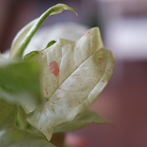 Syngonium 'Milk Confetti'