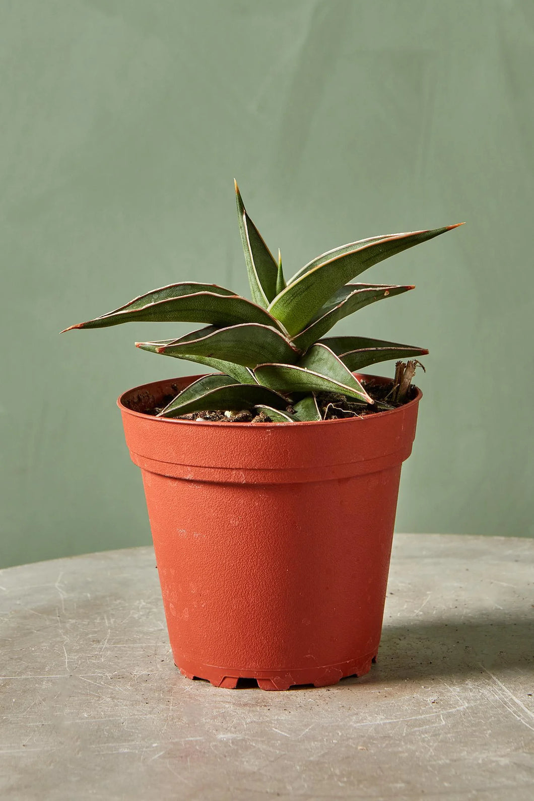 Snake plant 