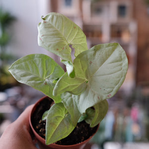 Syngonium 'Milk Confetti'