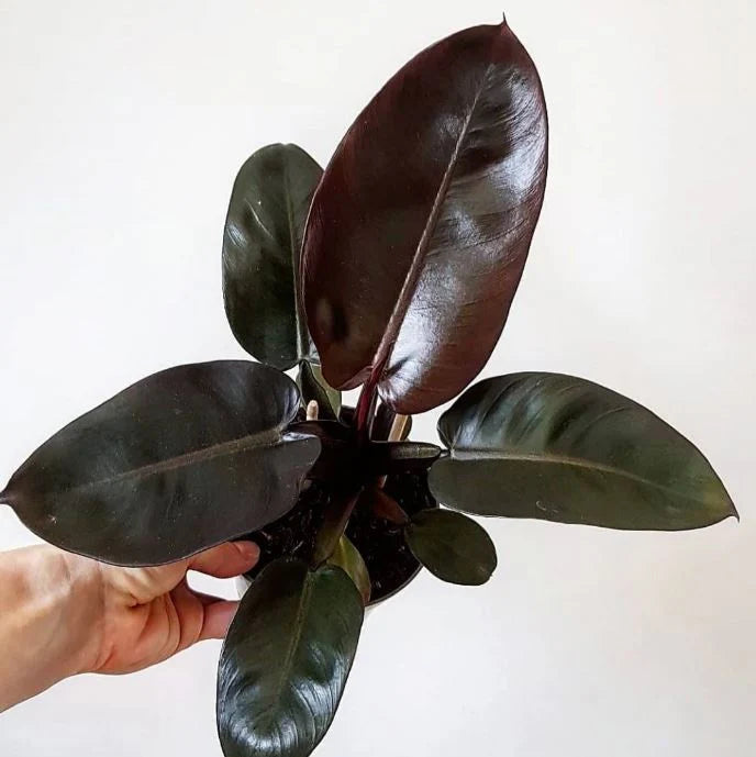 Philodendron 'Black Cardinal'