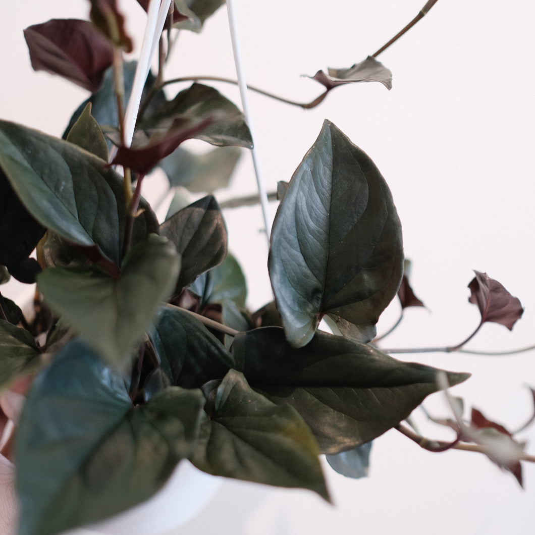 Syngonium erythrophyllum 'Red Arrow'