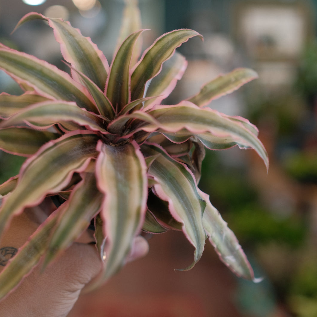 Cryptanthus