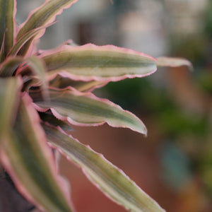 Cryptanthus