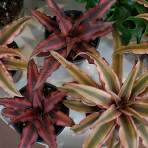 Cryptanthus