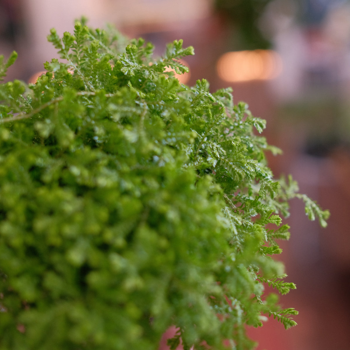 Selaginella Fern 'Golden Moss' – Bark & Vine