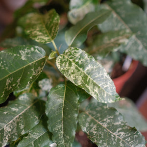 Ficus 'Clown Fig'