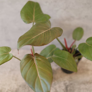 Philodendron 'Summer Glory'