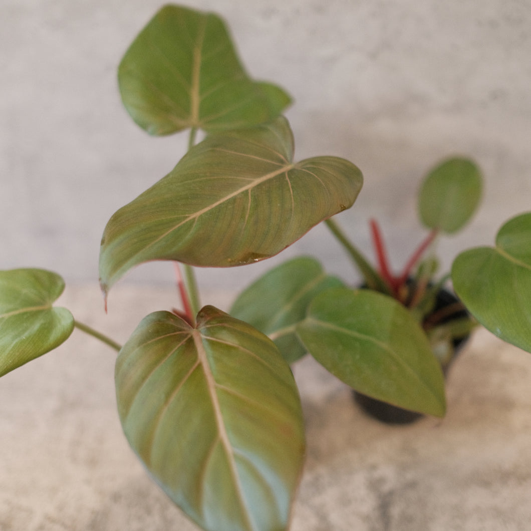 Philodendron 'Summer Glory'