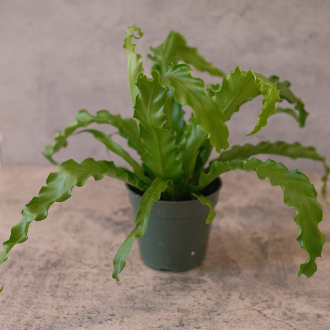 Bird's Nest Fern 'Victoria'