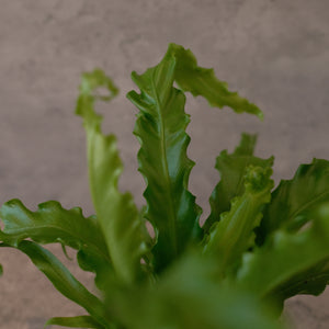 Bird's Nest Fern 'Victoria'