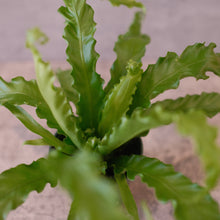 Load image into Gallery viewer, Bird&#39;s Nest Fern &#39;Victoria&#39;
