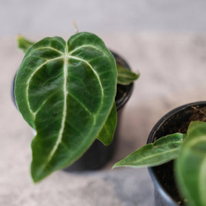 Anthurium crystallinum ‘Jakarta’