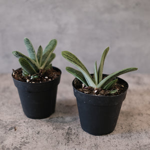 Gasteria maculata 'Little Warty'