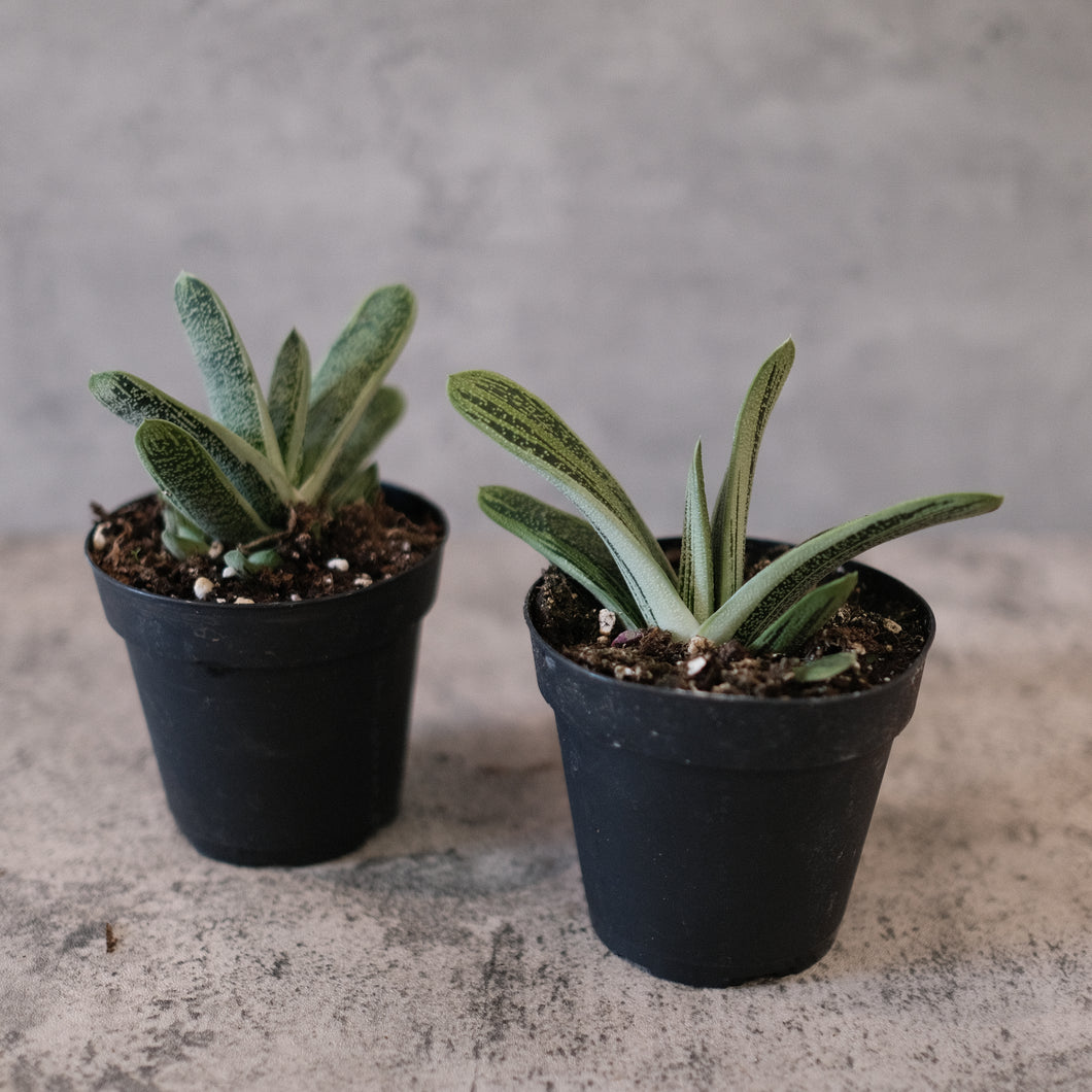 Gasteria maculata 'Little Warty'