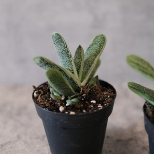 Gasteria maculata 'Little Warty'