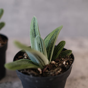 Gasteria maculata 'Little Warty'