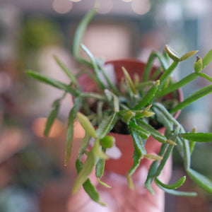 Rhipsalis paradoxa 'Chain Cactus'