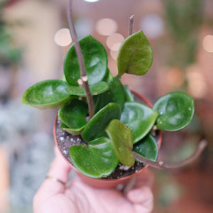 Hoya carnosa 'Chelsea'