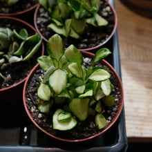 Load image into Gallery viewer, Hoya heuschkeliana variegata
