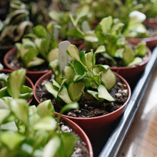 Load image into Gallery viewer, Hoya heuschkeliana variegata
