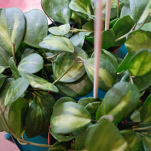 Load image into Gallery viewer, Hoya obovata &#39;Reverse Variegation&#39;
