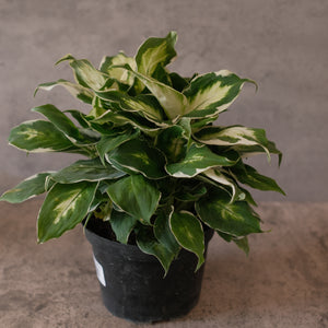 Dieffenbachia 'Cool Beauty'