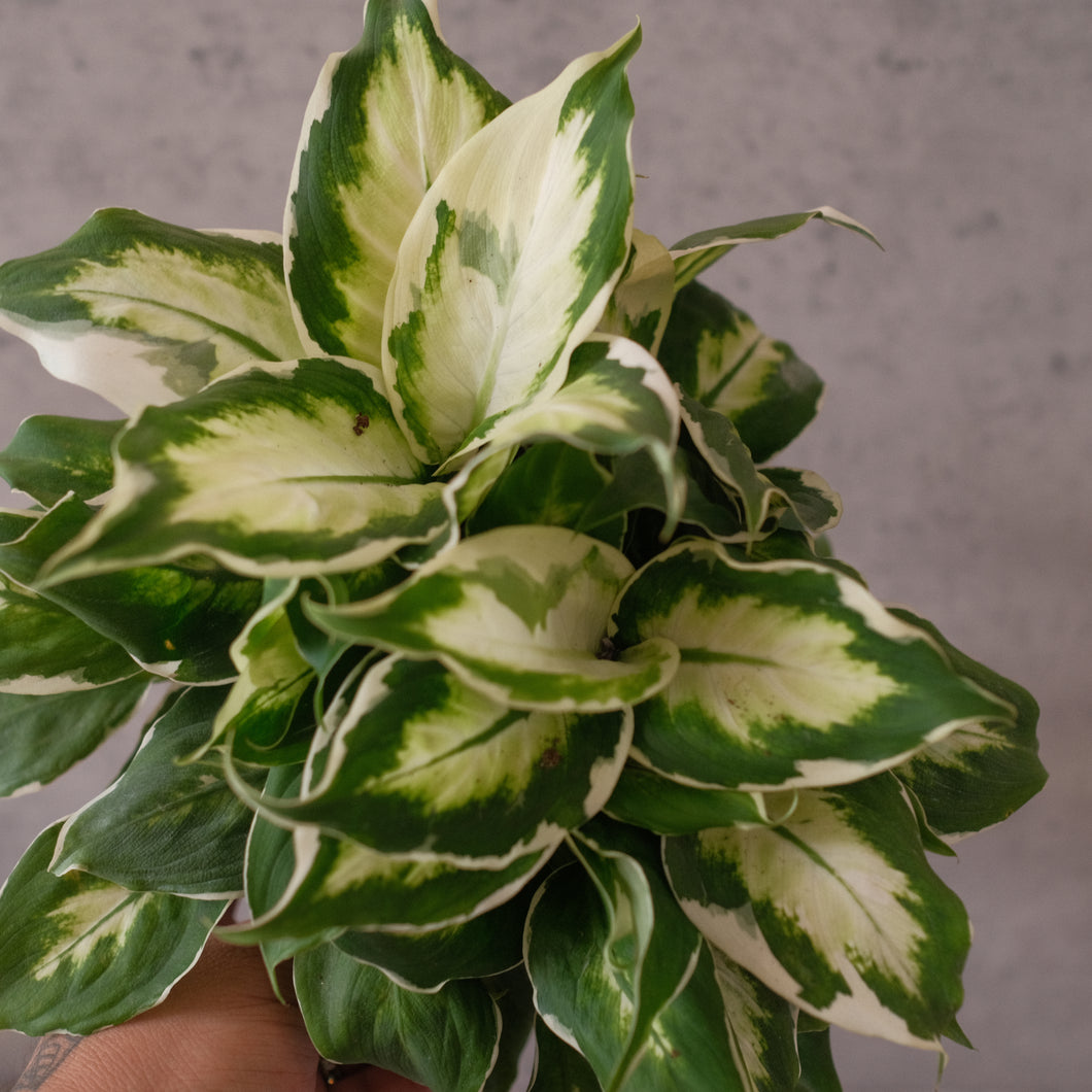 Dieffenbachia 'Cool Beauty'