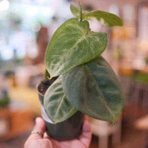 Syngonium 'Frosted Heart'