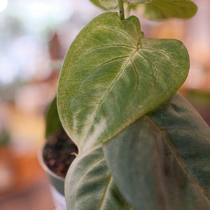 Syngonium 'Frosted Heart'