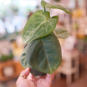 Syngonium 'Frosted Heart'