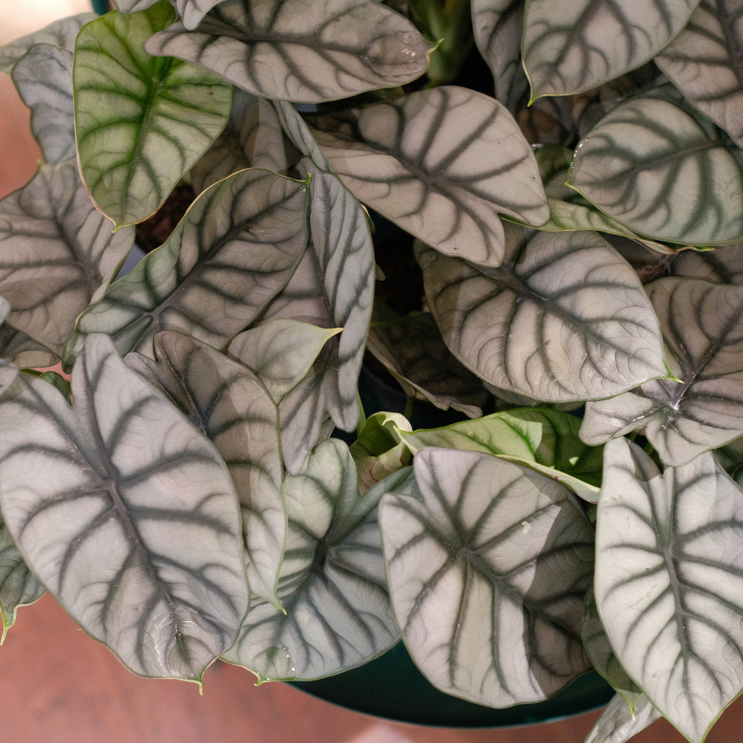 Alocasia baginda 'Silver Dragonscale'